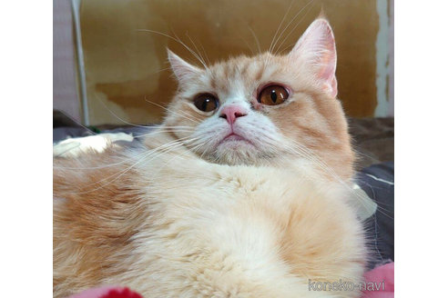 成約済の愛知県のスコティッシュフォールド-72584の5枚目