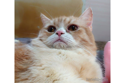 成約済の愛知県のスコティッシュフォールド-72584の1枚目