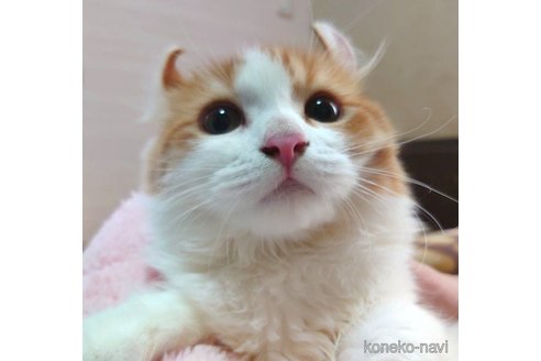 成約済の愛知県のマンチカン-72588の2枚目