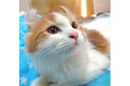 成約済の愛知県のマンチカン-72588の3枚目