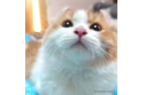 成約済の愛知県のマンチカン-72588の5枚目