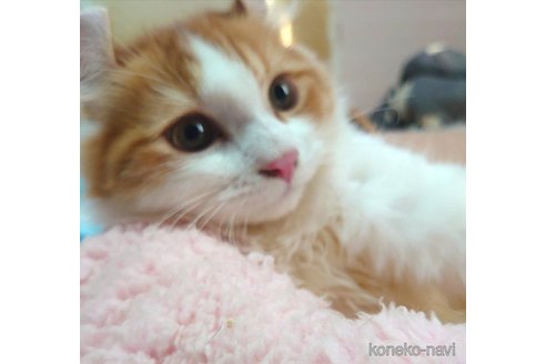 成約済の愛知県のマンチカン-72588の1枚目