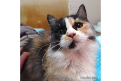 成約済の愛知県のマンチカン(短足)-72589の2枚目