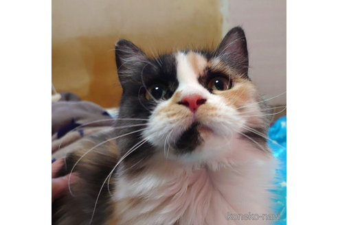 成約済の愛知県のマンチカン(短足)-72589の4枚目