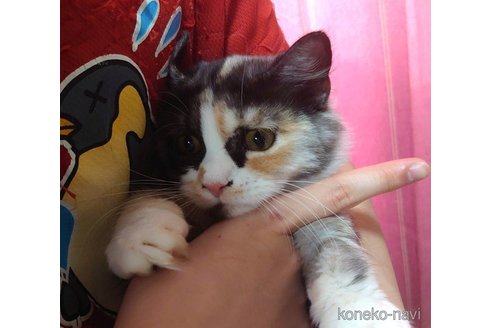 成約済の愛知県のマンチカン(短足)-72589の3枚目