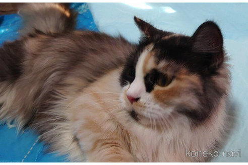 成約済の愛知県のマンチカン(短足)-72589の1枚目