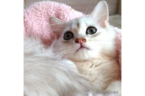 成約済の愛知県のペルシャ(チンチラ)-72590の1枚目