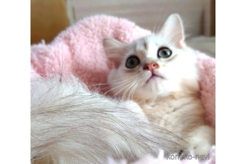 成約済の愛知県のペルシャ(チンチラ)-72590の2枚目