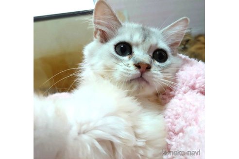 成約済の愛知県のペルシャ(チンチラ)-72590の4枚目