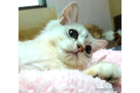 成約済の愛知県のペルシャ(チンチラ)-72590の3枚目