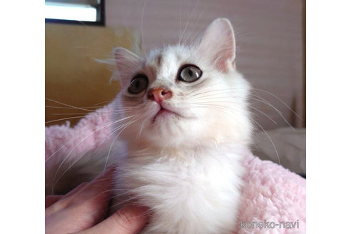 成約済の愛知県のペルシャ(チンチラ)-72590の5枚目