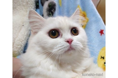 成約済の愛知県のスコティッシュフォールド-72591の2枚目