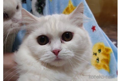 成約済の愛知県のスコティッシュフォールド-72591の1枚目