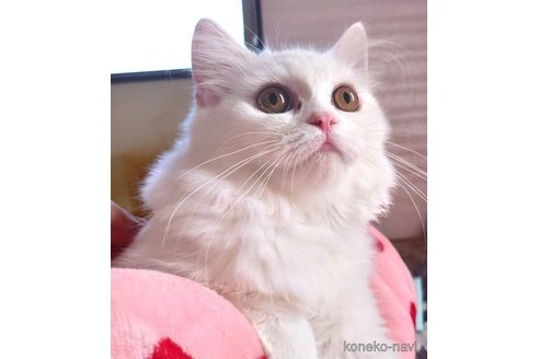 成約済の愛知県のスコティッシュフォールド-72591の3枚目