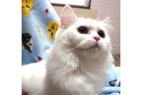 成約済の愛知県のスコティッシュフォールド-72591の5枚目