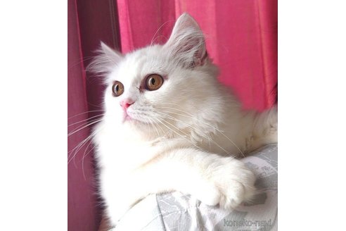 成約済の愛知県のスコティッシュフォールド-72591の4枚目