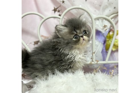 成約済の愛知県のエキゾチックショートヘア-72186の2枚目