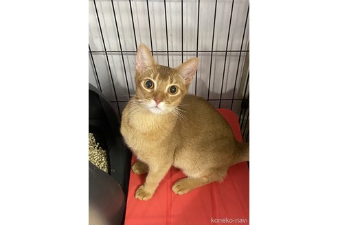 埼玉県のアビシニアン｜男の子・2023/05/19生まれ・レッドの男の子。（子猫ID：64812）｜子猫ブリーダーナビ