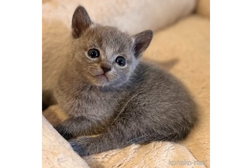 成約済の長野県のロシアンブルー-72616の1枚目