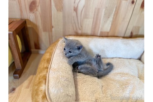 成約済の長野県のロシアンブルー-72617の5枚目