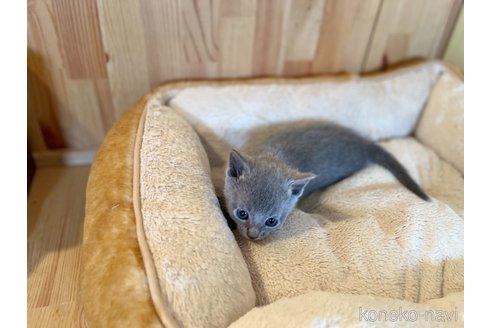 成約済の長野県のロシアンブルー-72619の4枚目