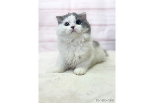 成約済の埼玉県のスコティッシュフォールド-71448の2枚目
