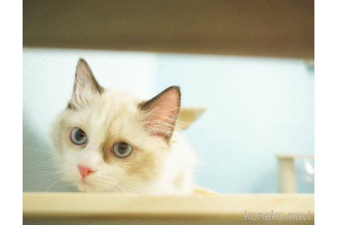 成約済の千葉県のラグドール-72658の12枚目