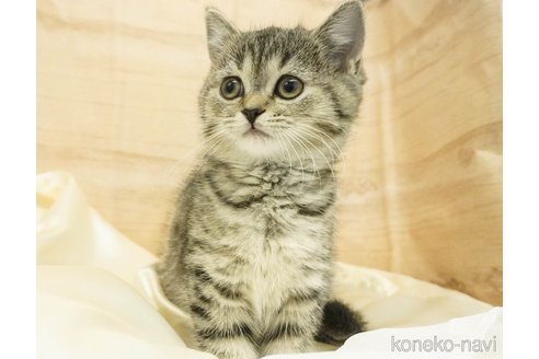 成約済の千葉県のマンチカン-72659の5枚目