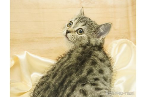 成約済の千葉県のマンチカン-72659の2枚目