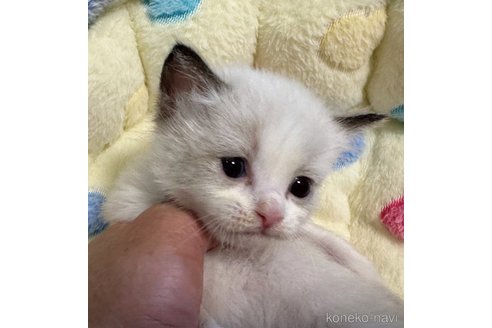 成約済の千葉県のラグドール-72667の1枚目