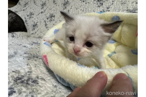 成約済の千葉県のラグドール-72667の2枚目