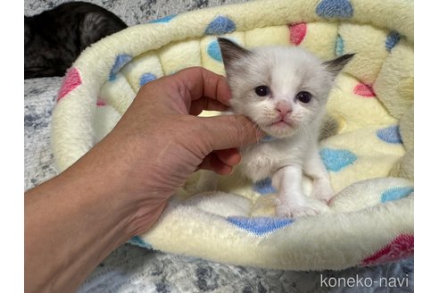成約済の千葉県のラグドール-72667の3枚目