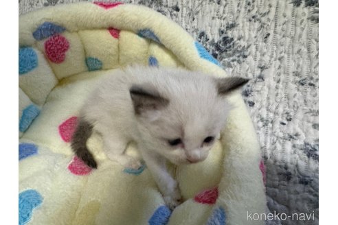 成約済の千葉県のラグドール-72667の5枚目