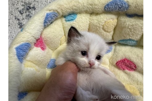 成約済の千葉県のラグドール-72667の6枚目