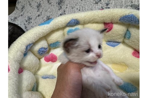 成約済の千葉県のラグドール-72667の7枚目