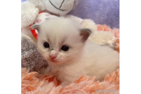 成約済の千葉県のラグドール-72674の3枚目