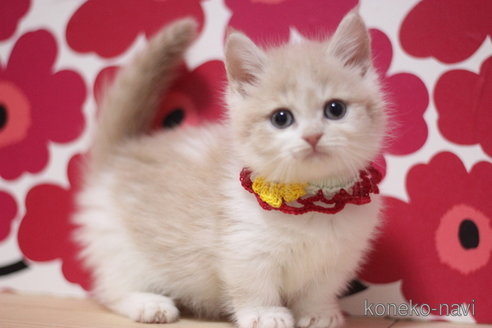 成約済の東京都のマンチカン(短足)-72675の1枚目