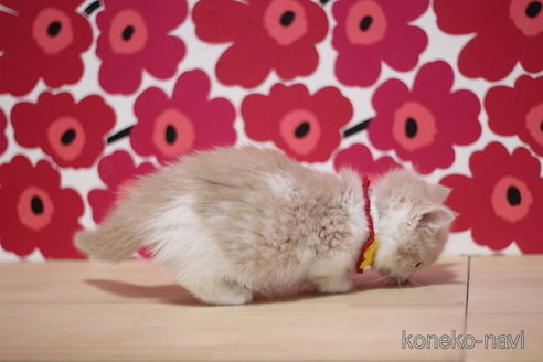 成約済の東京都のマンチカン(短足)-72675の2枚目