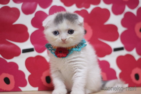 成約済の東京都のスコティッシュフォールド(折れ耳)-72710の2枚目