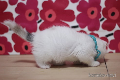 成約済の東京都のスコティッシュフォールド(折れ耳)-72710の3枚目