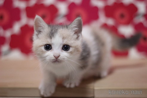 成約済の東京都のマンチカン(短足)-72712の2枚目