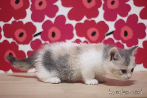 成約済の東京都のマンチカン(短足)-72712の3枚目