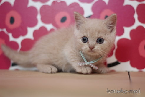 成約済の東京都のマンチカン(短足)-72713の3枚目