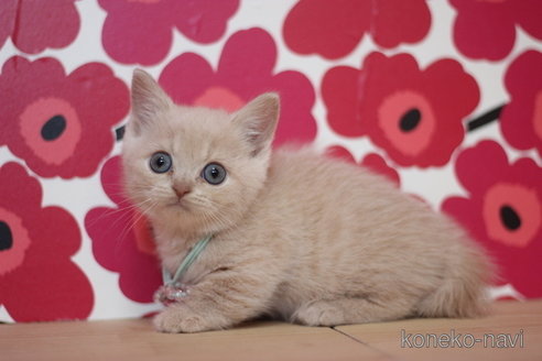 成約済の東京都のマンチカン(短足)-72713の2枚目