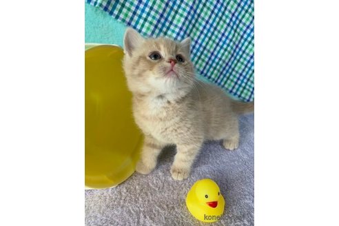 成約済の大阪府のスコティッシュストレート-72750の2枚目