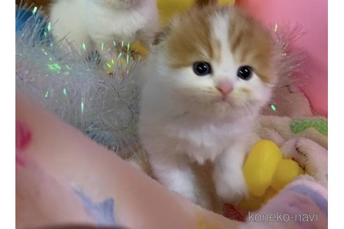 成約済の大阪府のスコティッシュフォールド(折れ耳)-72753の4枚目
