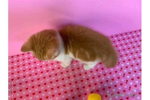 成約済の大阪府のスコティッシュストレート-72754の4枚目