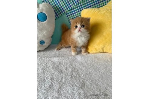 成約済の大阪府のマンチカン-72755の2枚目