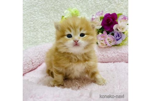 成約済の大阪府のサイベリアン-72804の4枚目