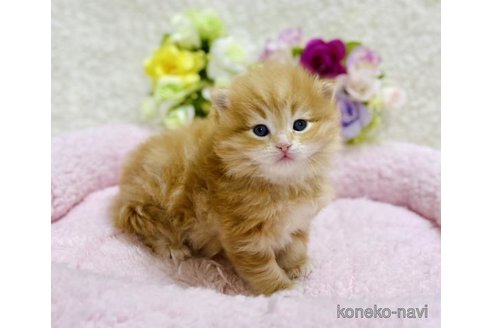 成約済の大阪府のサイベリアン-72804の3枚目